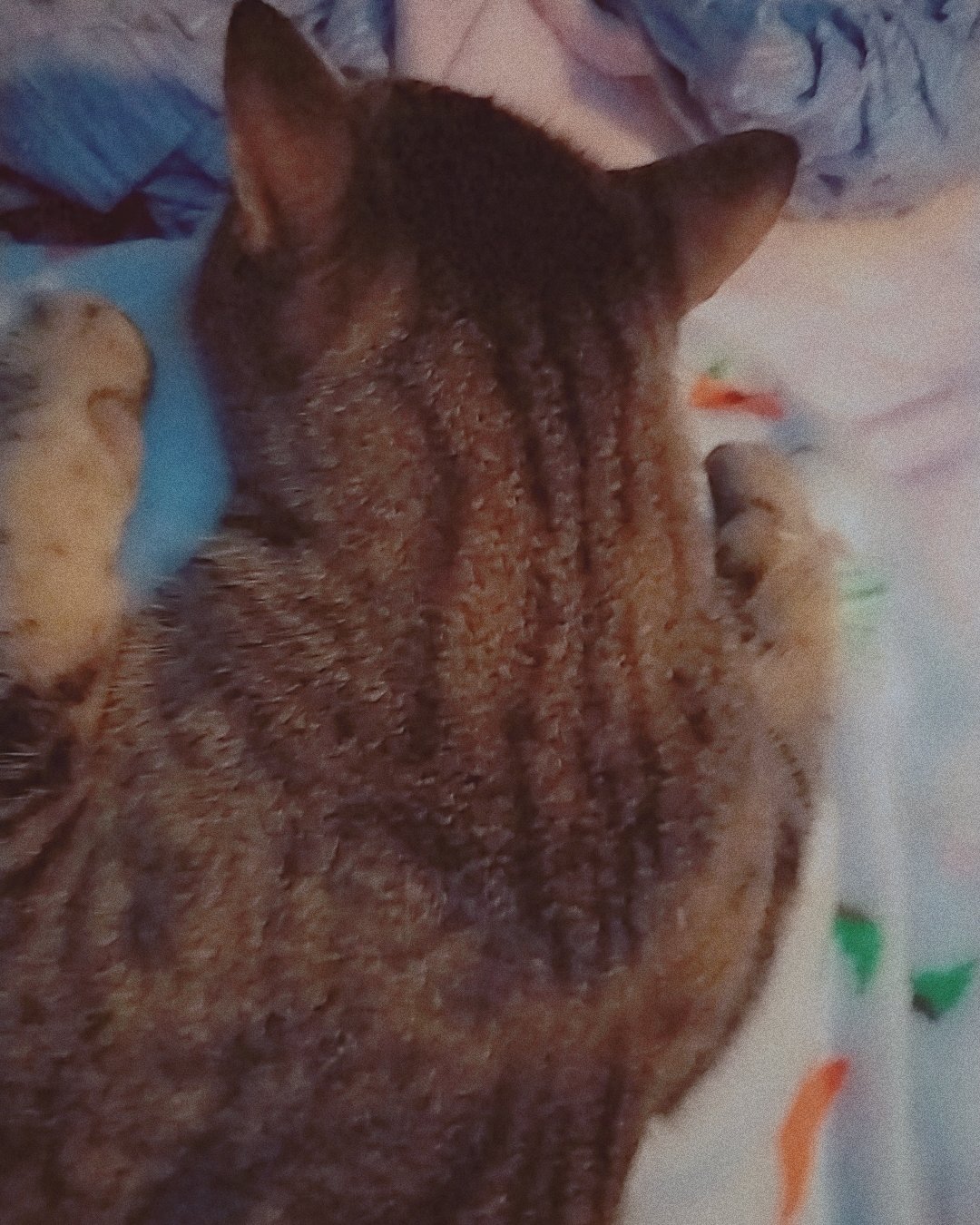Sebby the Grey stripped tabby. Cat, Person, Sleeping