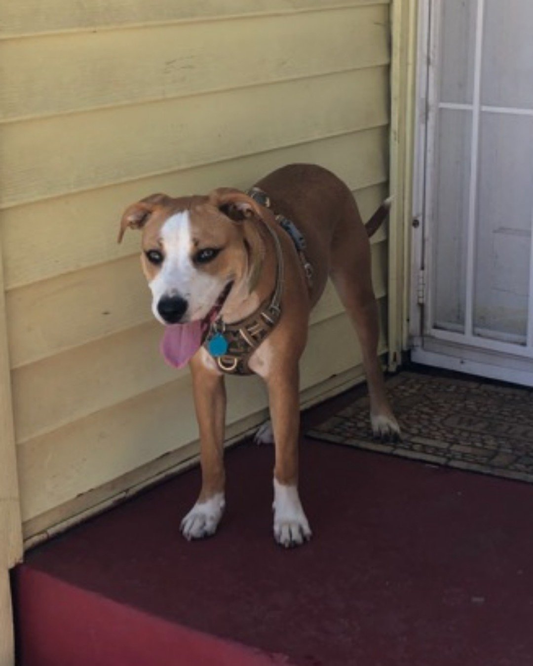 Max. Accessories, Strap, Dog, Hound