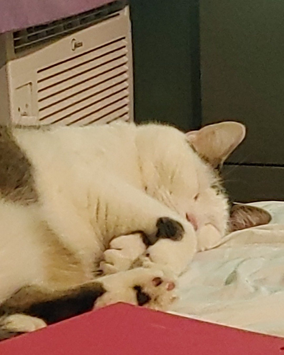 babas the Fat babby the British shorthair. Person, Sleeping, Dog, Cat