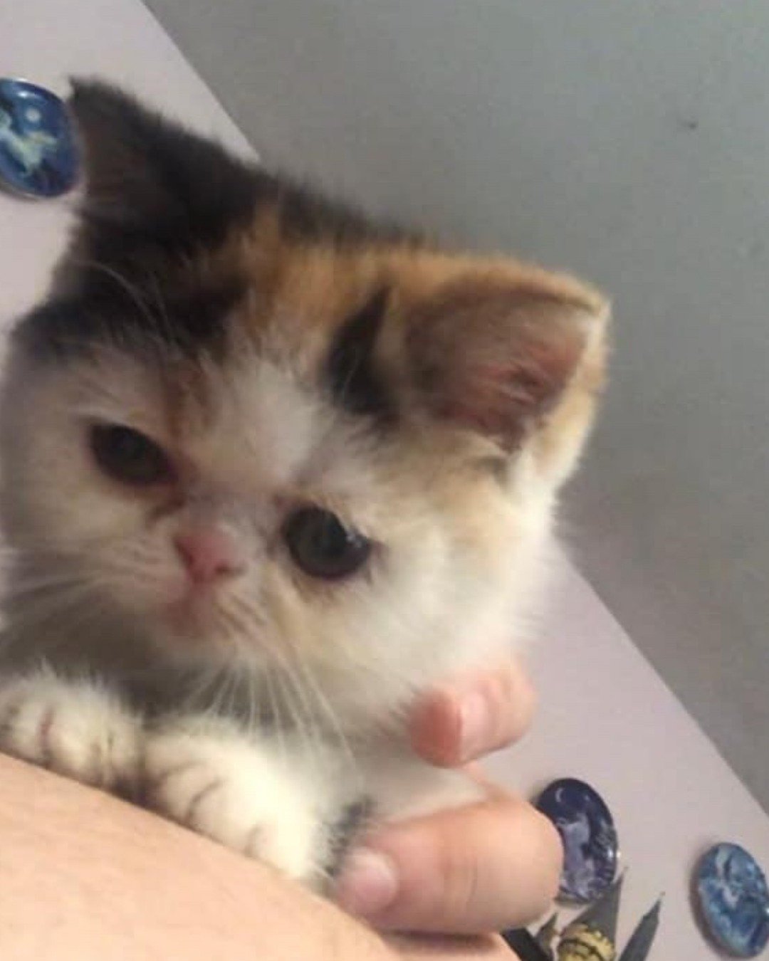 Callie the Exotic Shorthaired Calico Persian. Cat, Kitten