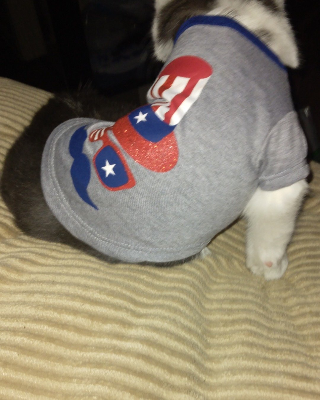 Cloudfur the American Shorthair. Baseball Cap, Cap, Clothing, Hat, Dog, Puppy