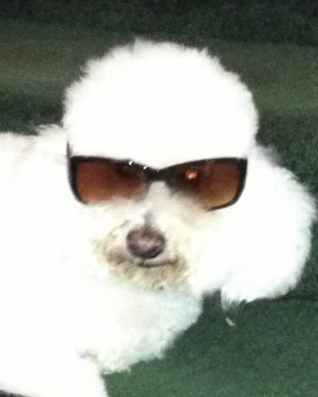 Myles the Bichon Frise — Accessories, Sunglasses, Glasses, Dog, White Dog, Poodle