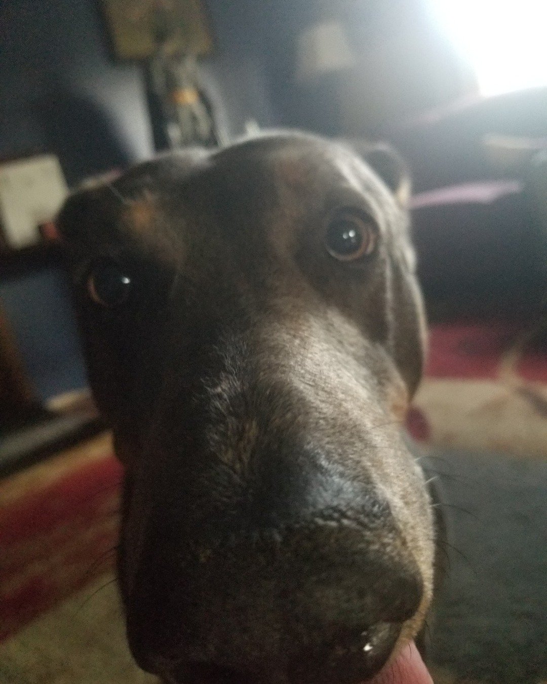 fixet the mix. Dog, Puppy, Hound