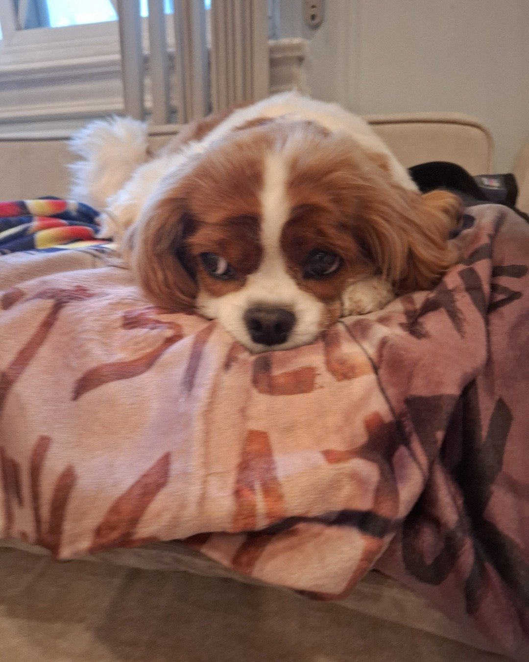 Arya the Cavalier King Charles Spaniel. Dog, Puppy, Blanket, Cushion, Home Decor