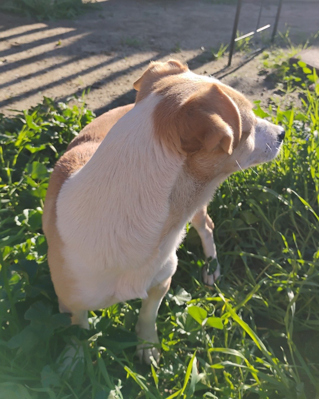 Cupcake the Chihuahua mix. Grass, Plant, Herbal, Herbs, Dog, Puppy