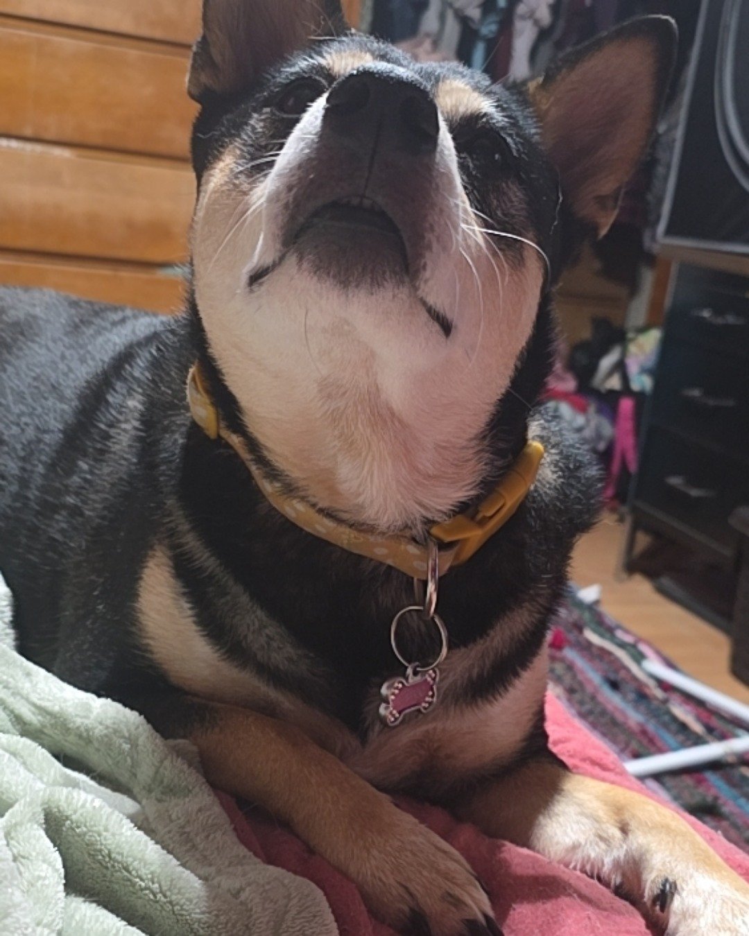 Olive the Shiba/Heeler. Dog, Puppy, Hound