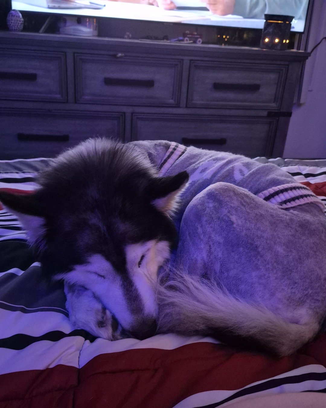 Tasha the Husky/wolf. Electronics, Screen, Dog, Husky, Computer Hardware, Hardware