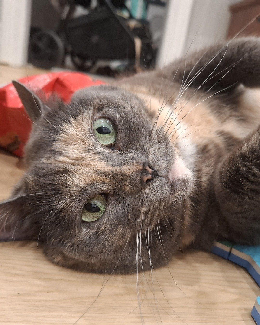 jellybean the calico. Cat, Manx, Wood, Kitten