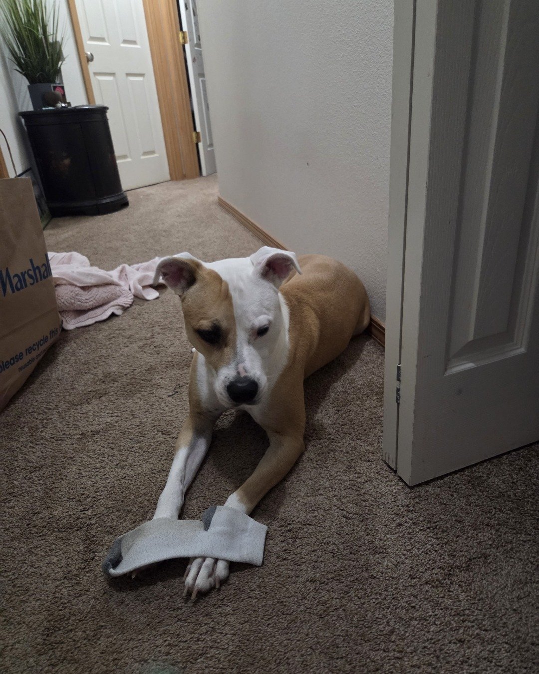 peaches the pitty mix. Plant, Potted Plant, Floor, Indoors, Interior Design, Flooring