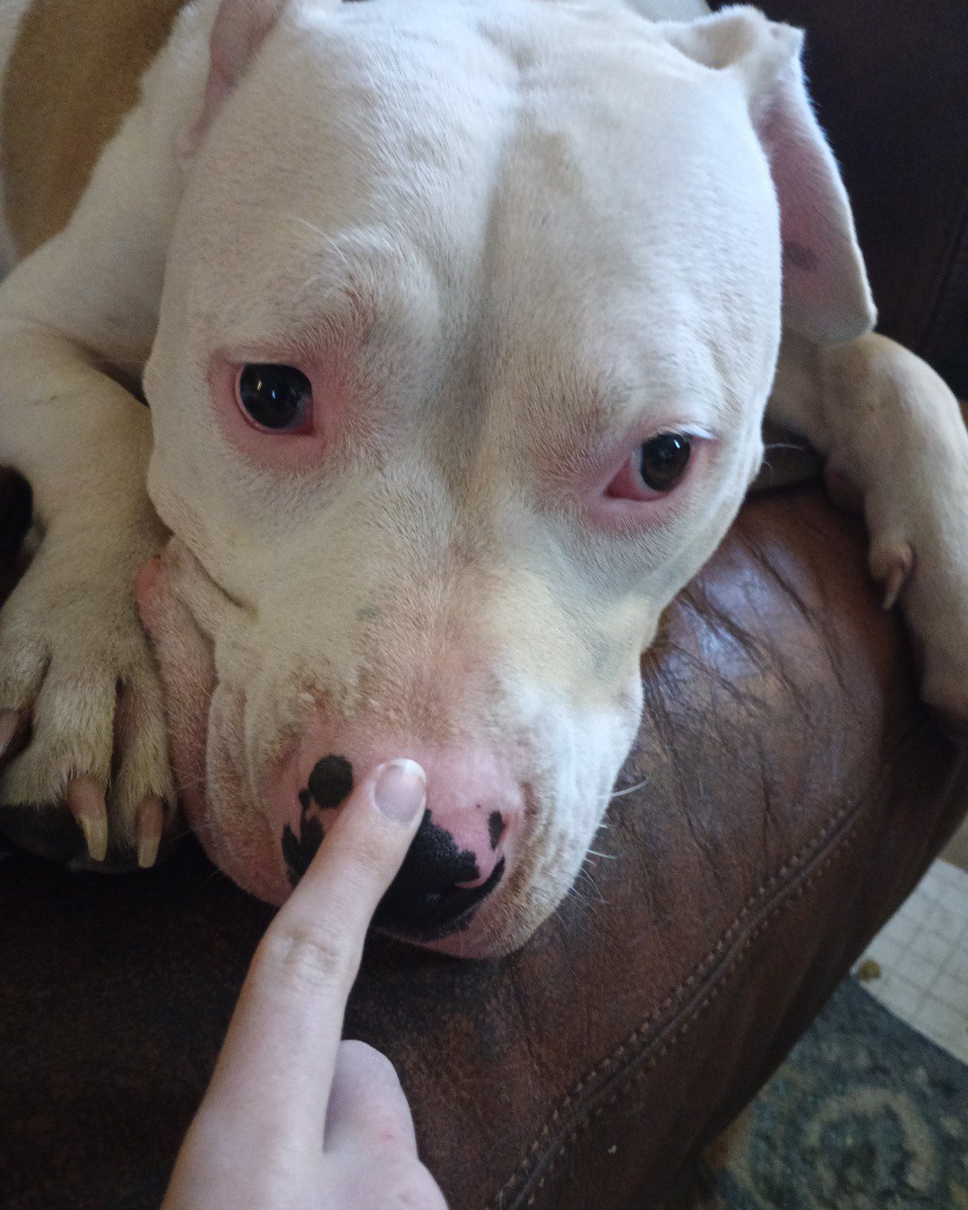 Drew and Raymond the Pitbull. Body Part, Finger, Hand, Person, Bulldog, Dog