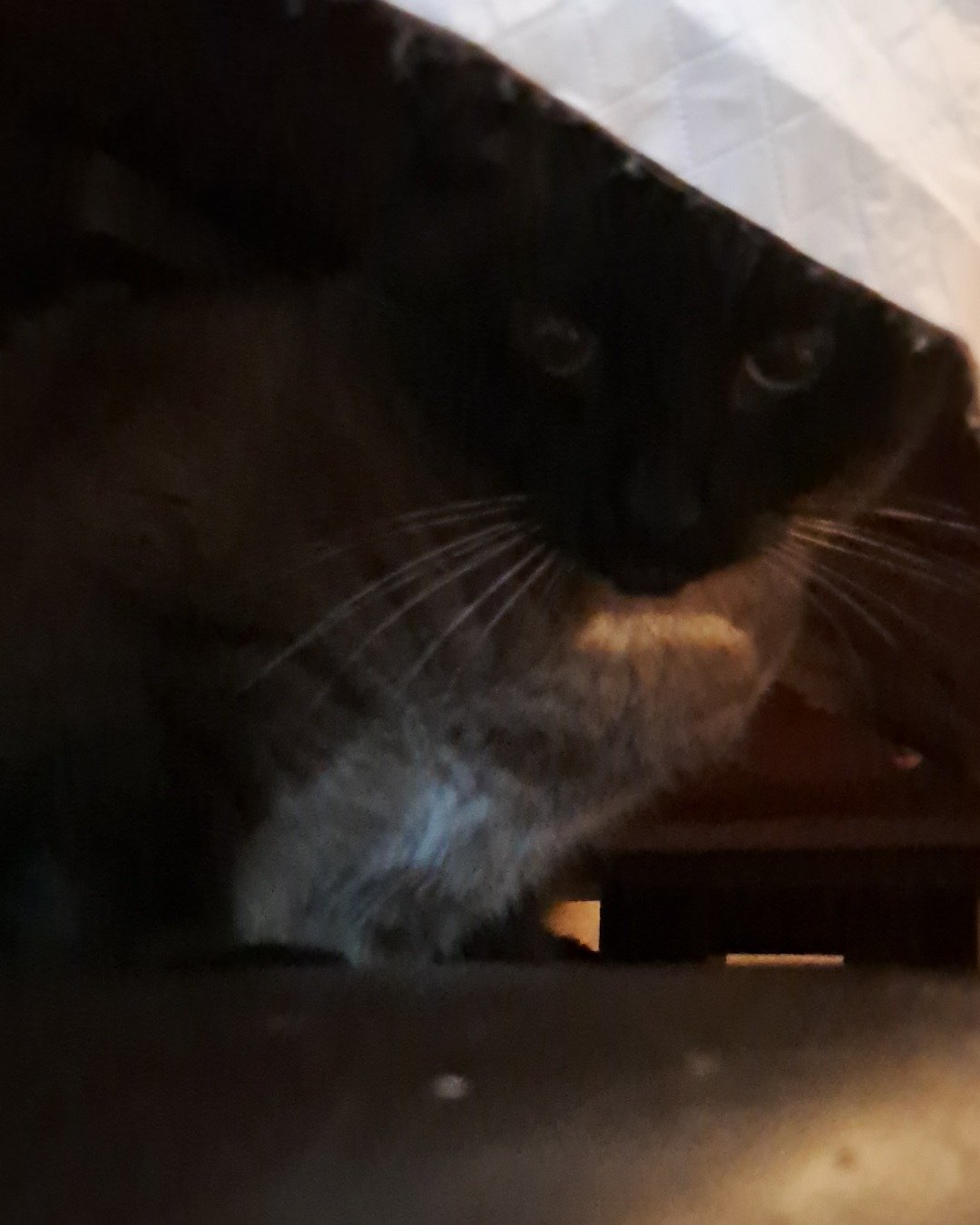 stub tail Stella🙃😎 (twin of Luna) the Siamese. Cat, Siamese