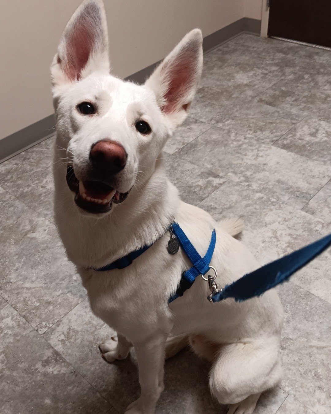 Elton John the German Shepard and Siberian Husky mix. Accessories, Strap, Dog, Husky, White Dog, Leash