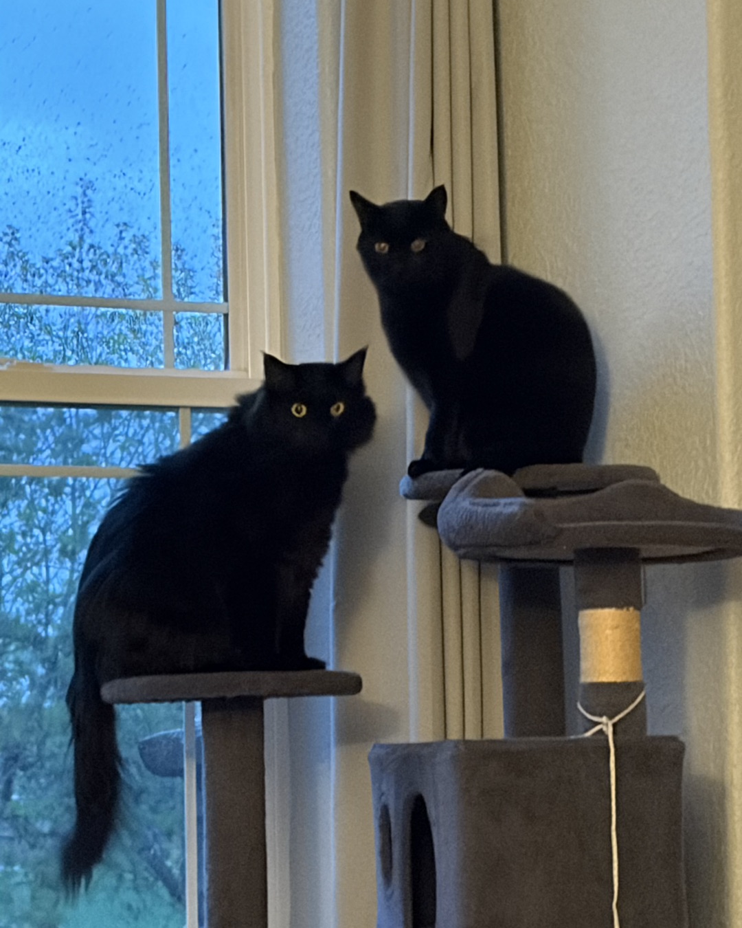 Leo the Bombay — Cat, Black Cat