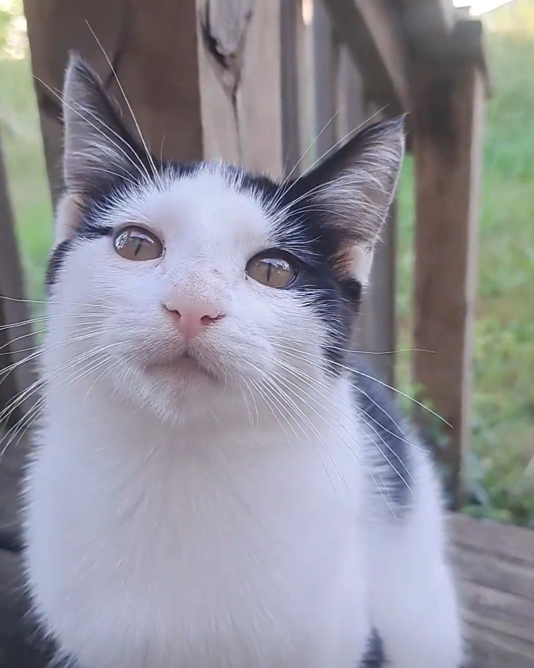Little-Panda. Cat, Kitten, Angora