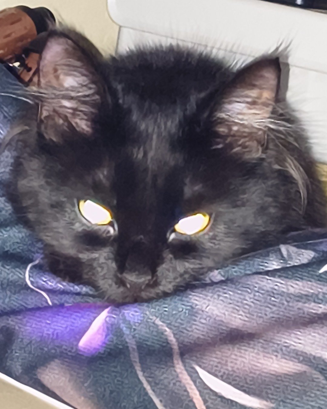 kit-kat the Norwegian mountain cat. Cat, Black Cat, Dog, Astronomy, Moon, Nature