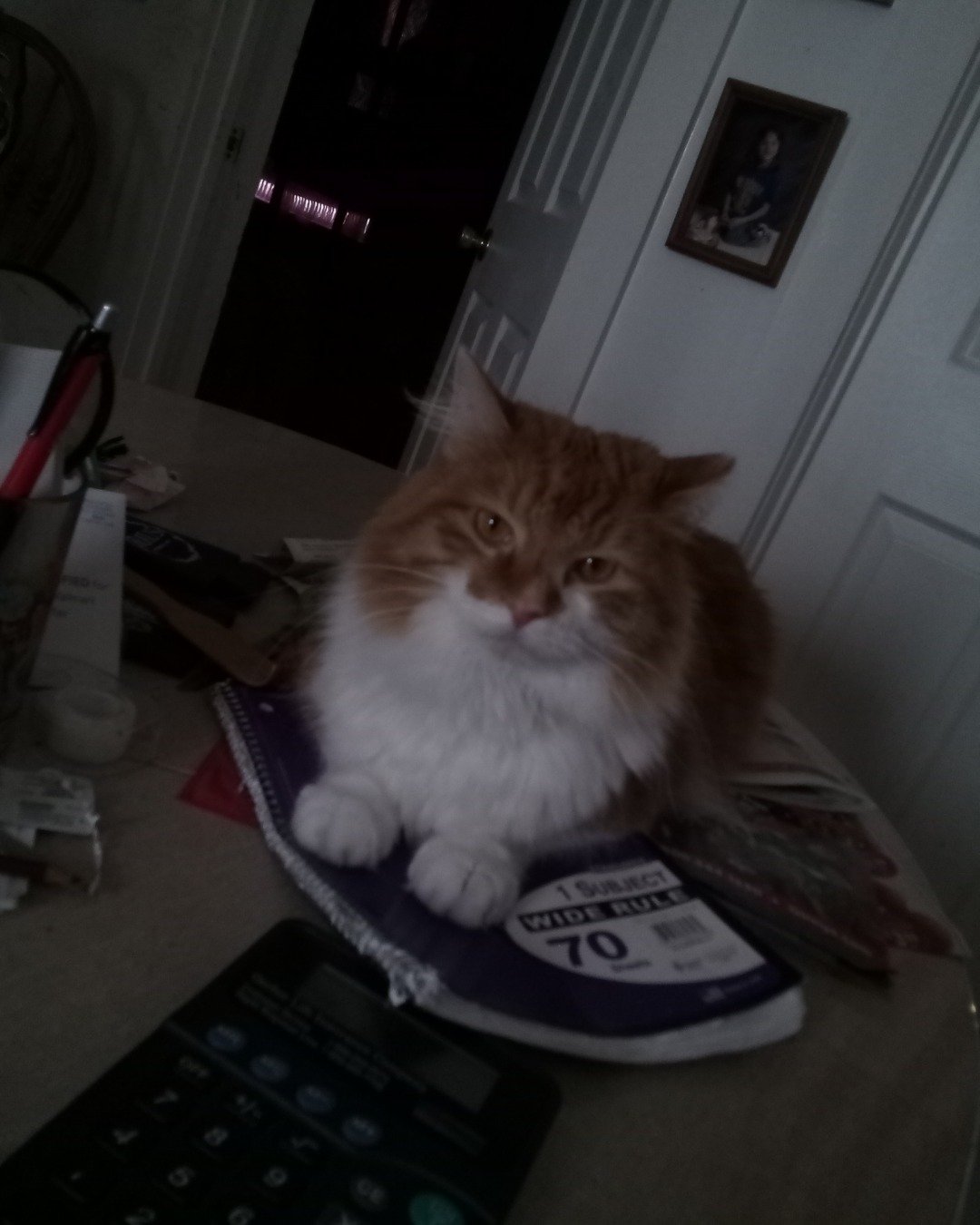Lucky. Cat, Furniture, Table, Door, Electronics, Mobile Phone