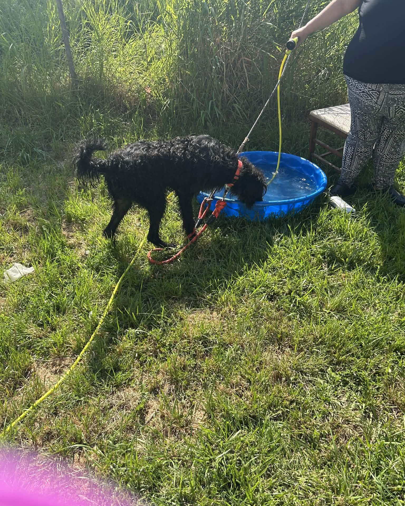 Bellatrix the Airdale/Wire-haired Pointer Griffin. Grass, Plant, Dog