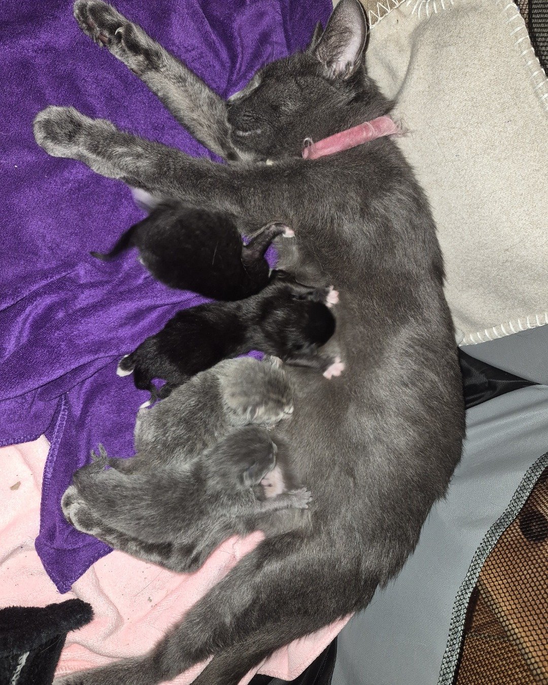 Ashe [and her babies] the Shorthair. Purple, Person, Sleeping, Dog, Monkey, Cat
