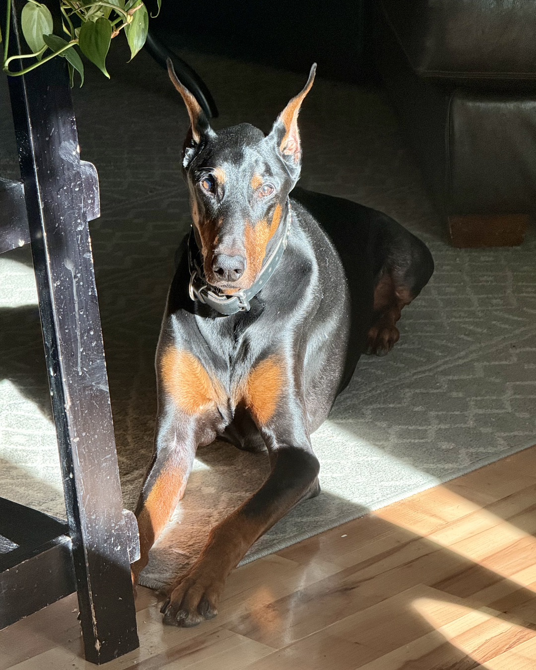 Dojo the Doberman Pinscher — Dog, Wood, Floor, Hardwood