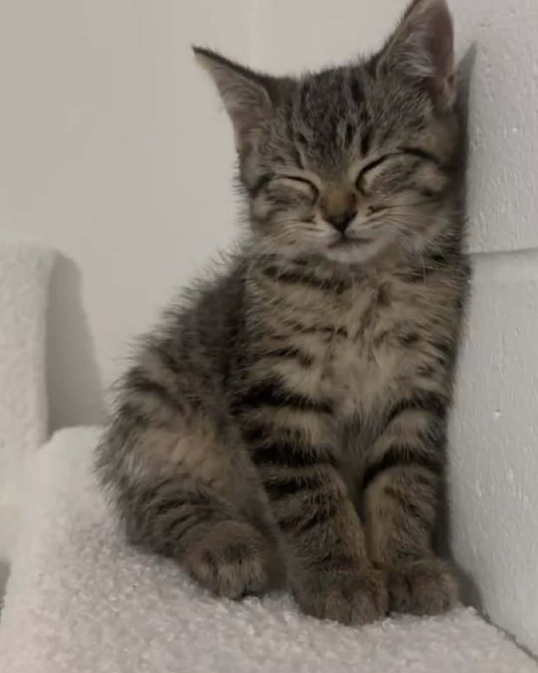 CUTE CATS 💖. Cat, Kitten
