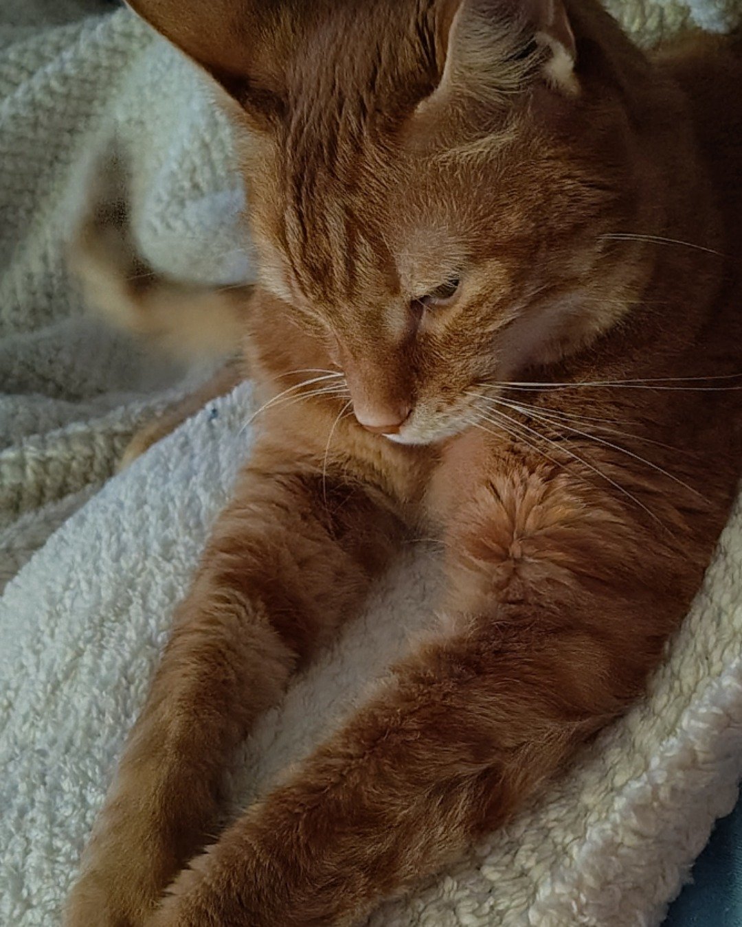 Harry the Ginger. Abyssinian, Cat, Kitten