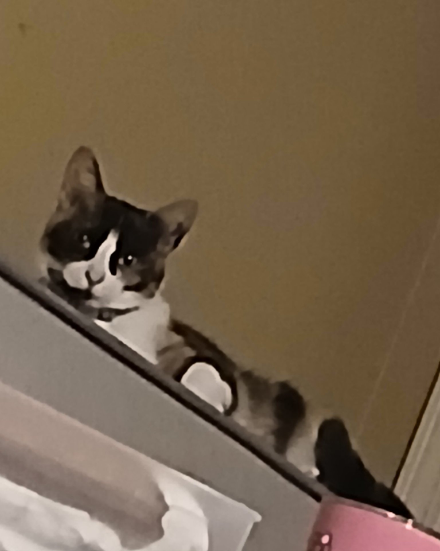Ivy the domestic short hair. Cat, Kitten