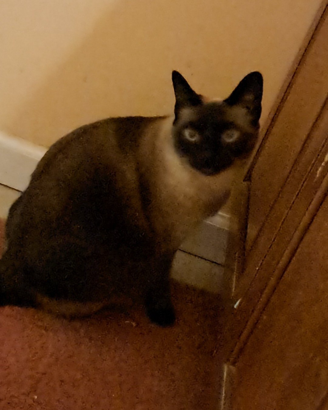 Luna🌙💫 (twin of Stella) the Siamese. Cat, Siamese