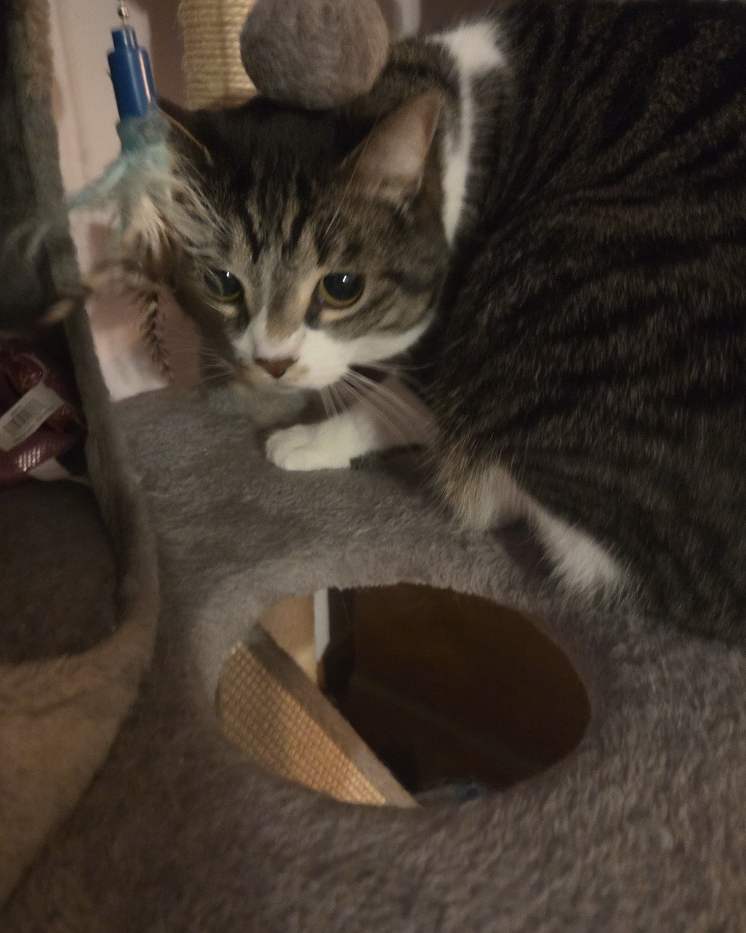 Star the mix. Hole, Cat, Kitten, Brush, Device, Tool