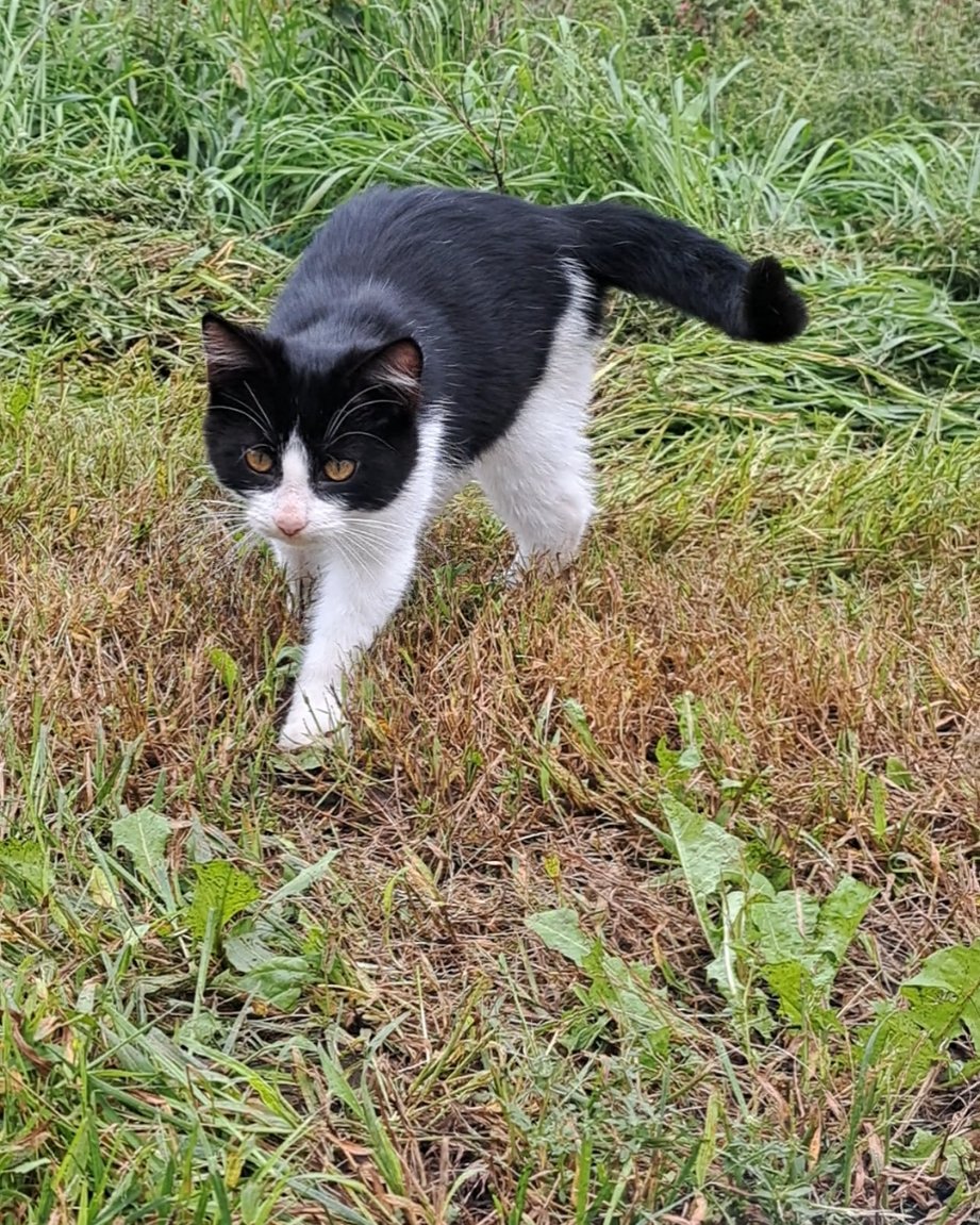 Bramble. Grass, Plant, Herbal, Herbs, Green, Cat