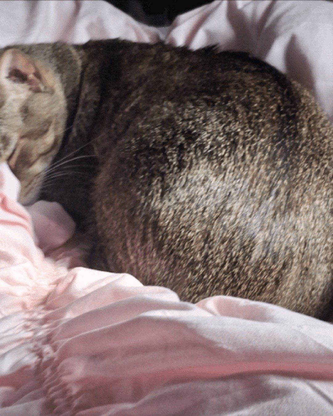 Big dude/dude. Abyssinian, Cat