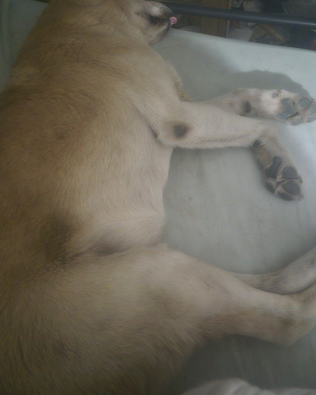 butterscotch the mutt. Dog, Puppy, Person, Sleeping, Bear, Husky