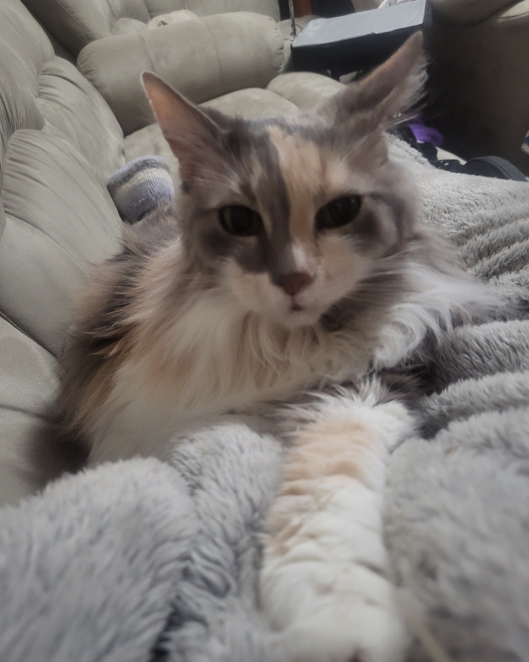 Mouser the Norwegian Forest Cat. Couch, Furniture, Cat, Kitten, Blanket, Home Decor