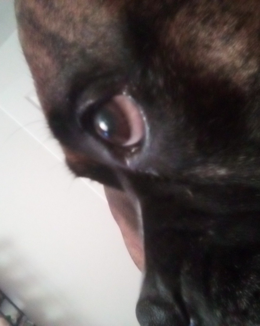she is watching TV the boxer. Dog, Puppy