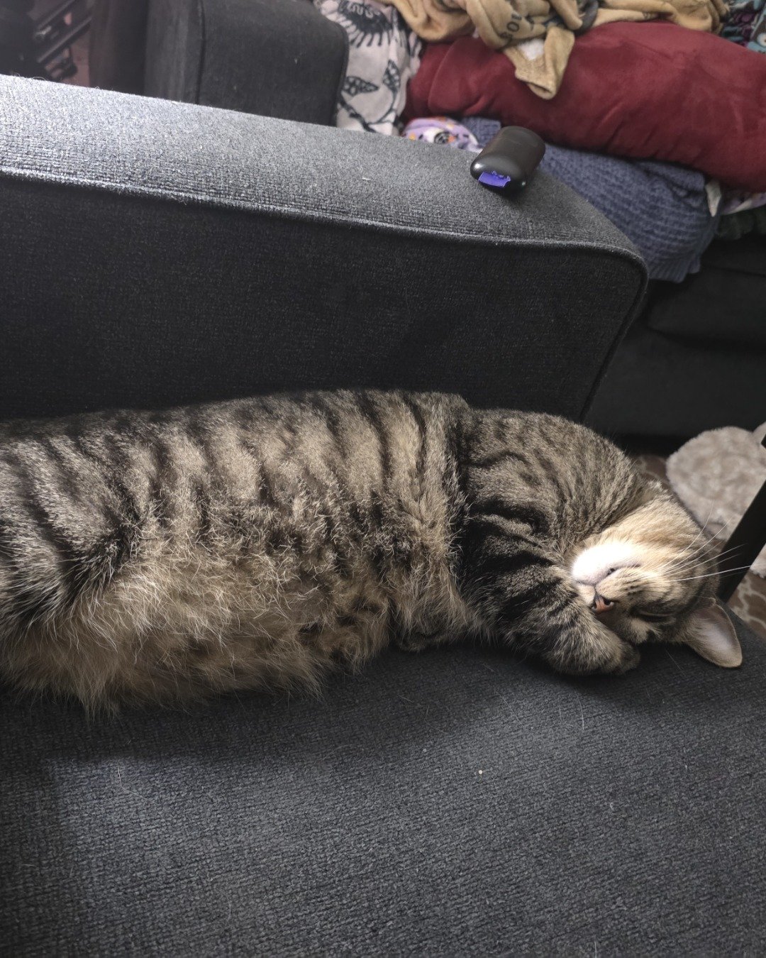 Coco. Couch, Furniture, Person, Sleeping, Cat, Cushion