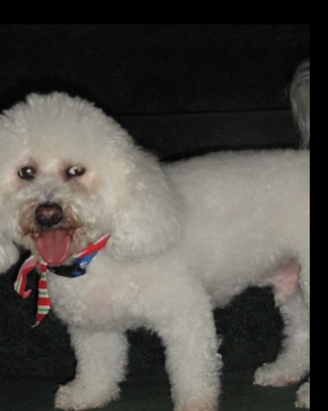 Myles the Bichon Frise — Dog, Poodle, White Dog