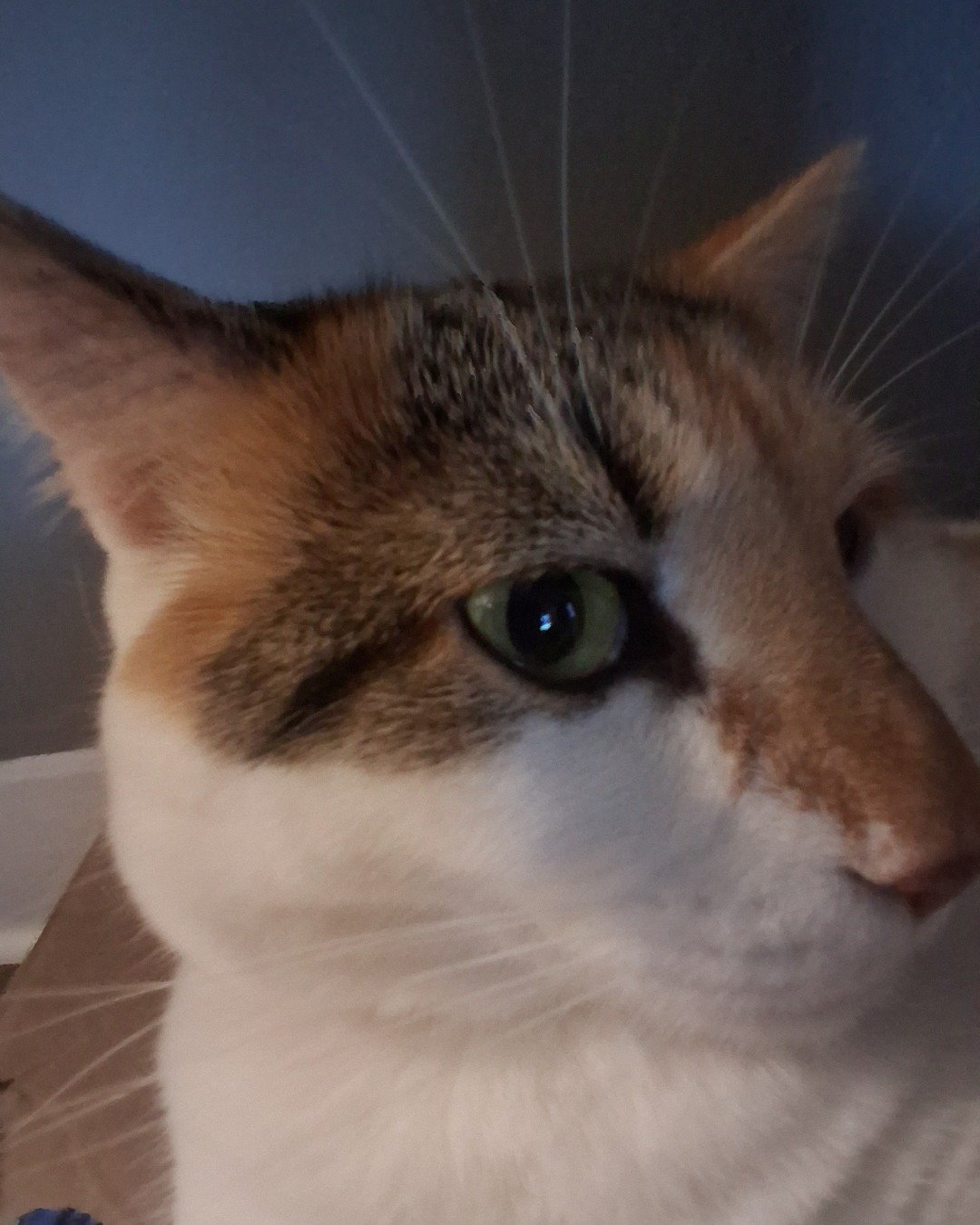 Callie the Calico maincoon. Abyssinian, Cat