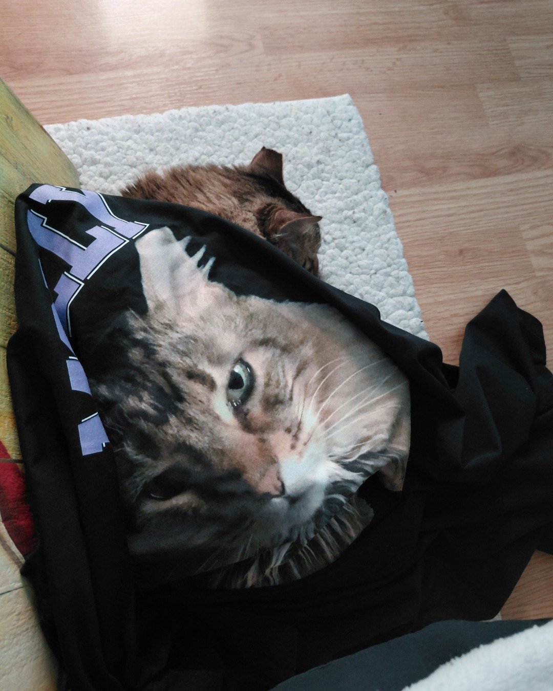 Hot Tamale/Mollie the Norwegian Forest Cat. Hardwood, Wood, Bag, Person, Sleeping, Floor