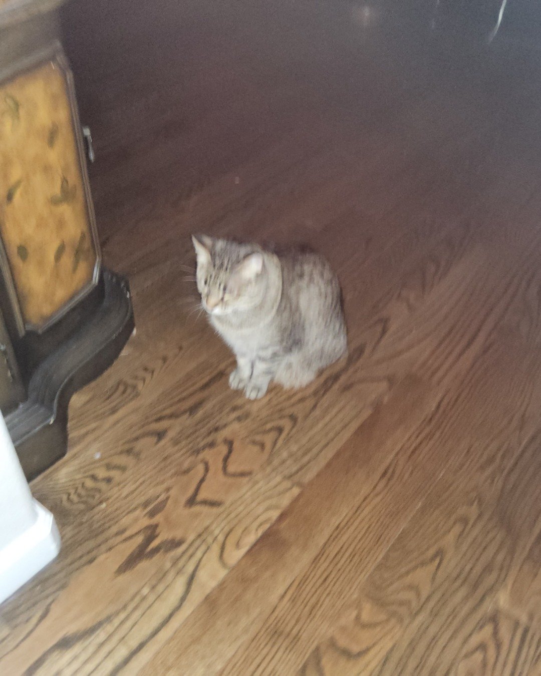 yum yum the siamese. Floor, Flooring, Wood, Hardwood, Plywood, Cat