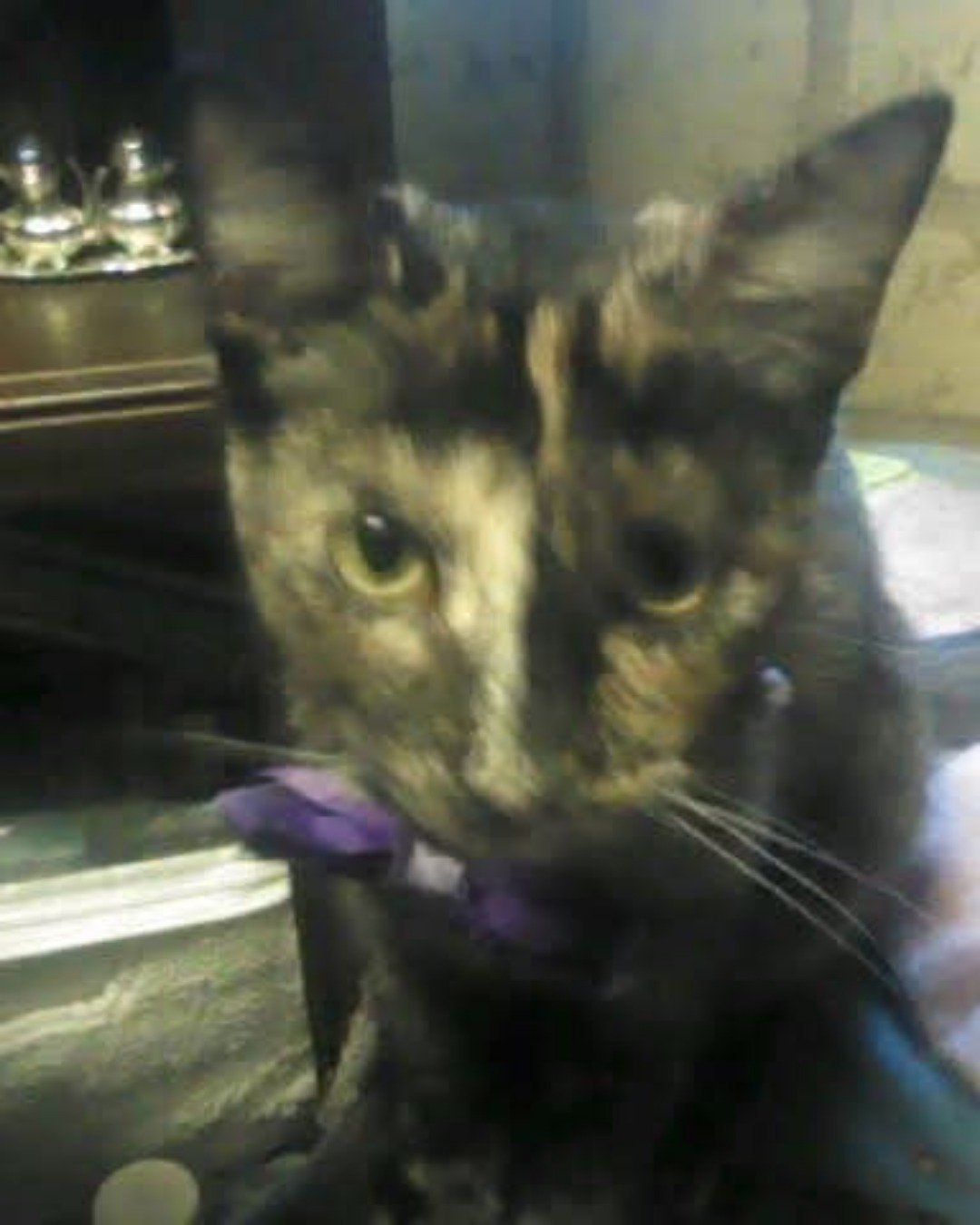Gizmo. Cat, Brass Section, Horn, Musical Instrument, Person