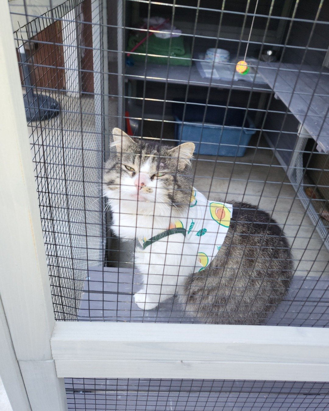 Farley Fart the tabby. Den, Indoors, Cat, Dog House, Kennel