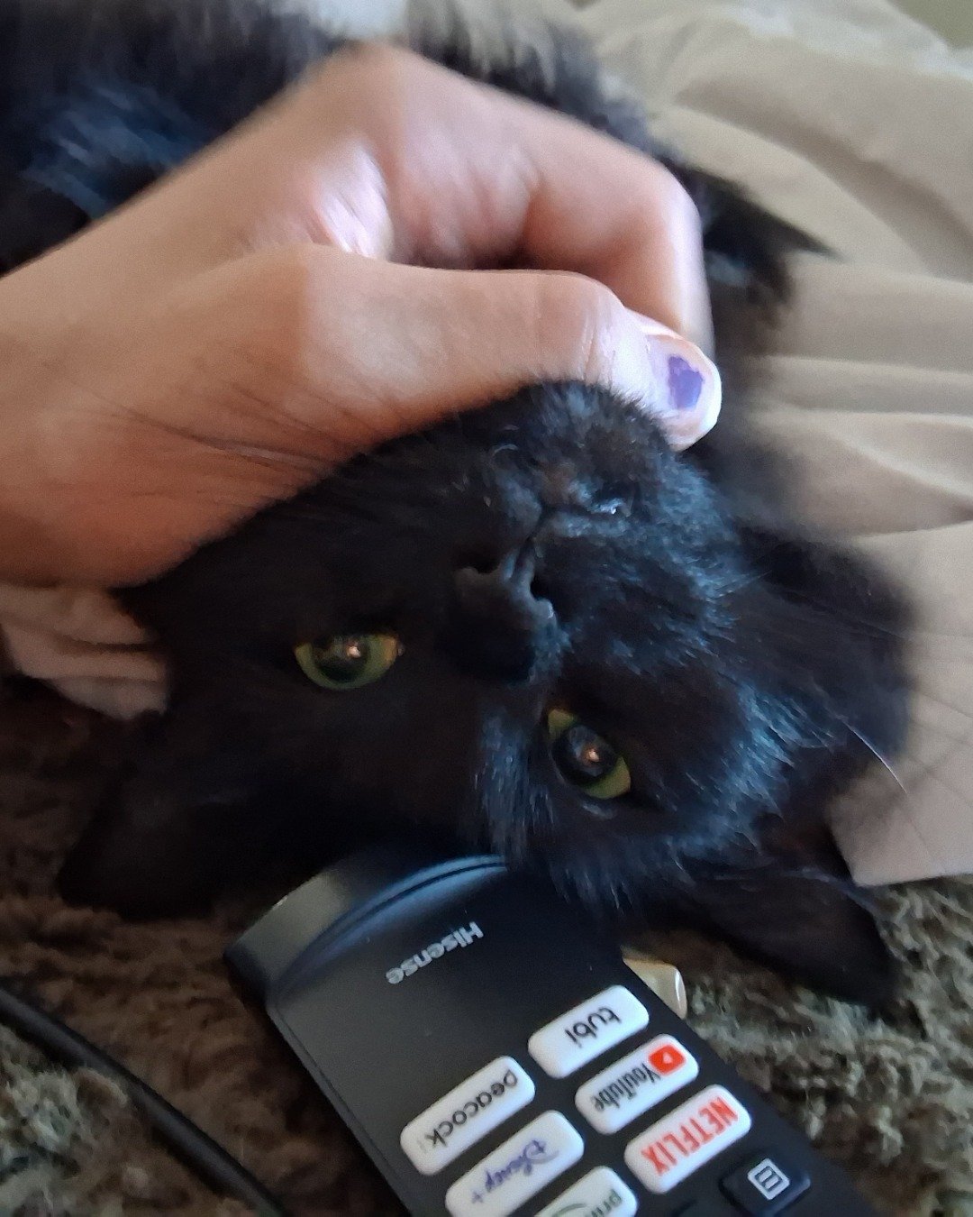 my girls: Phoebe, Luna and Pico de gallo the black tabby cats. Electronics, Phone, Body Part, Finger, Hand, Person