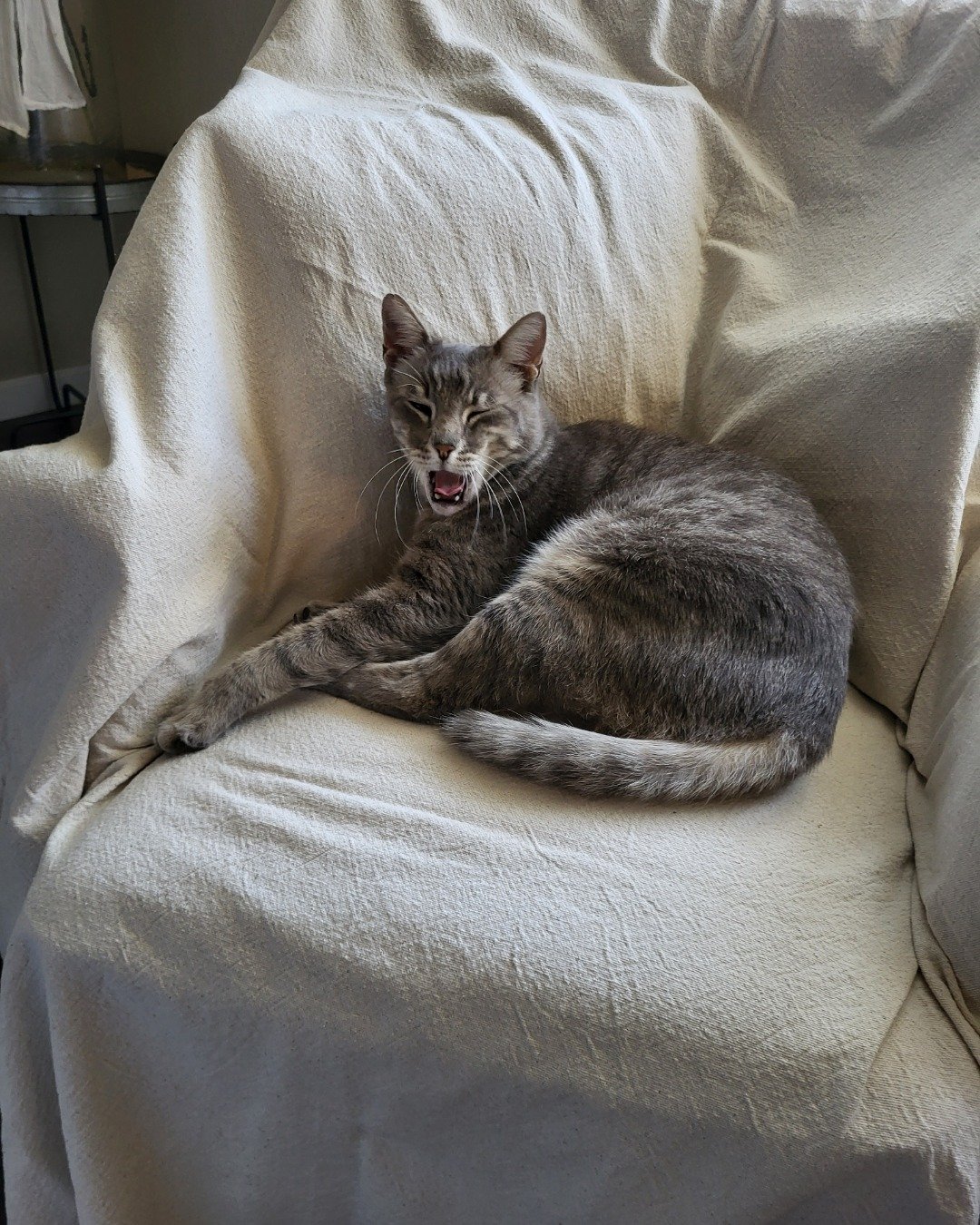 Jack the Tabby. Couch, Furniture, Blanket, Cat, Chair