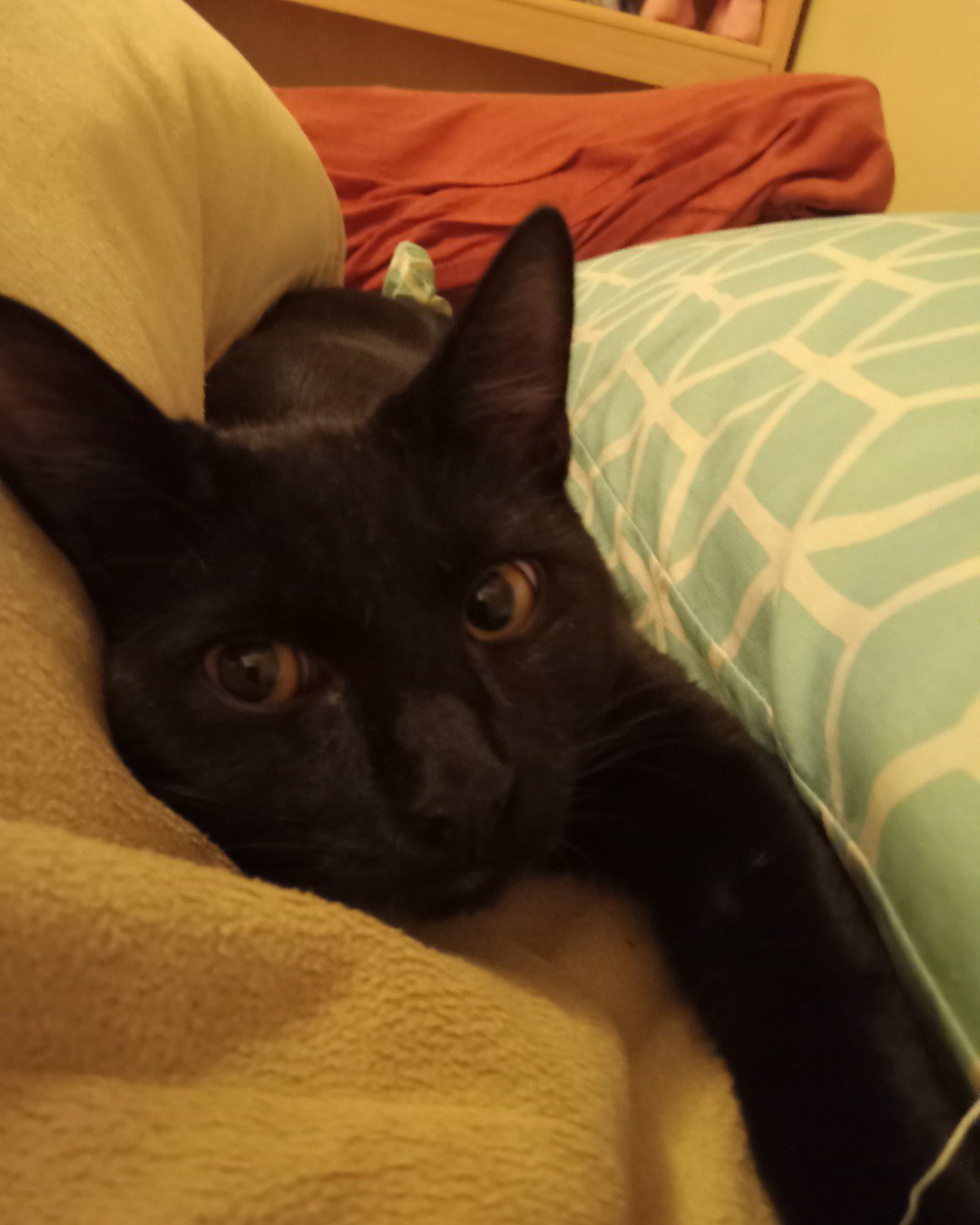 Danny. Cushion, Home Decor, Couch, Furniture, Cat, Blanket