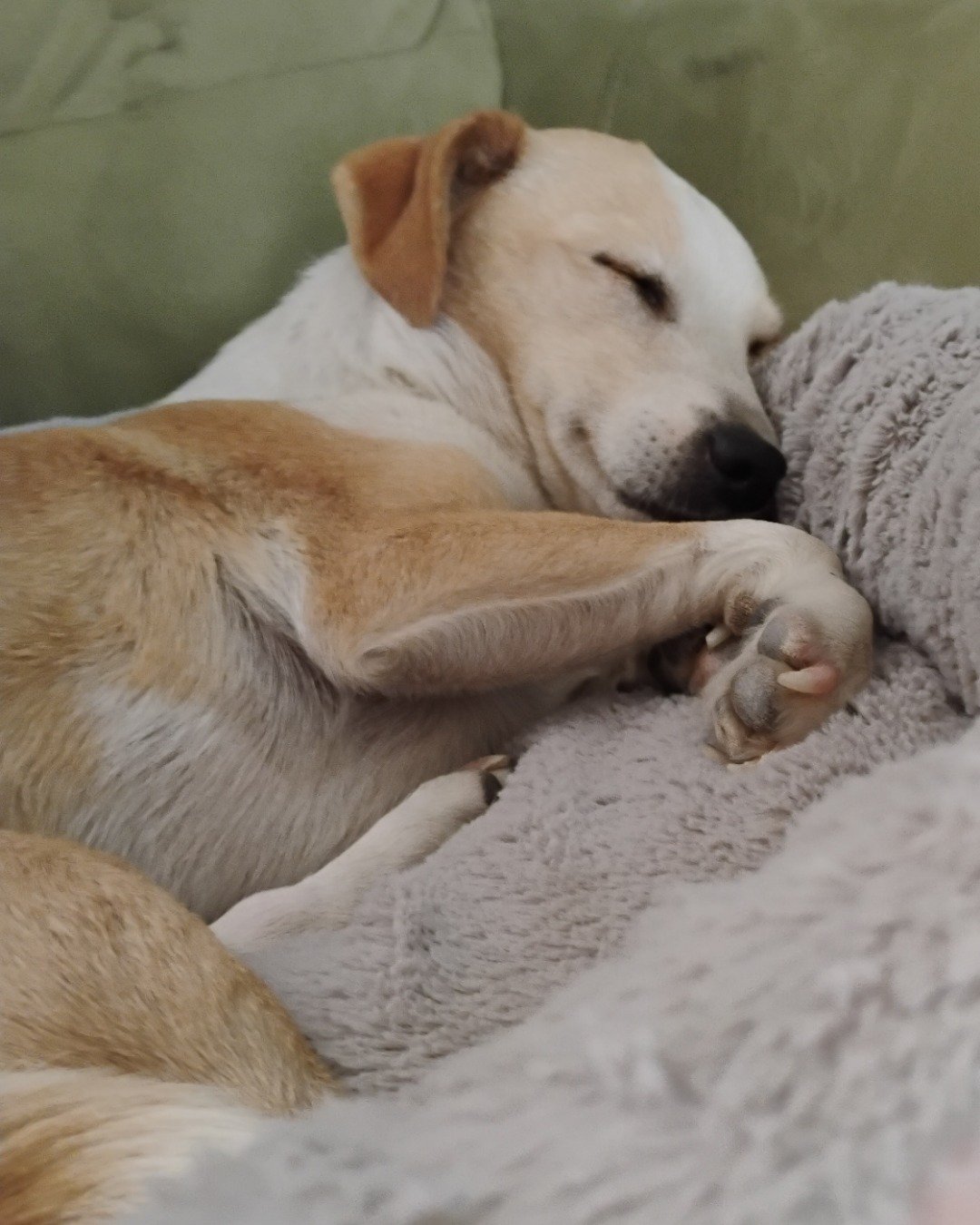 Cupcake the Chihuahua mix. Dog, Person, Sleeping, Puppy, Labrador Retriever, Blanket
