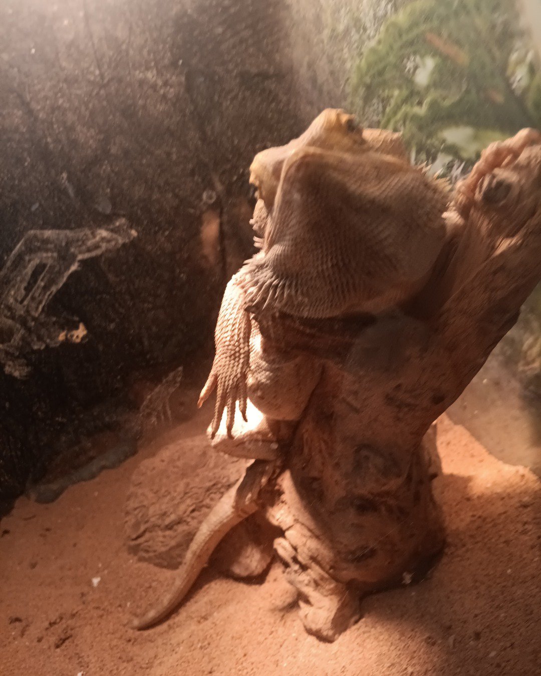 cookie the bearded dragon 🐉. Wood, Bear, Lizard, Reptile