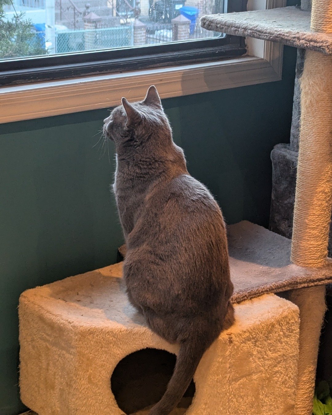 Theseus the Grey. Window, Windowsill, Cat