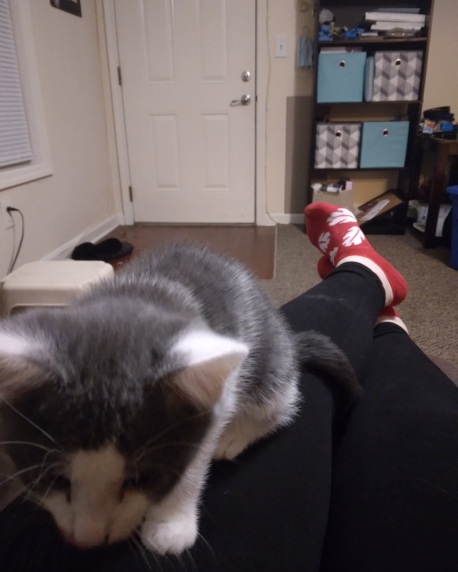 Cloudfur the American Shorthair. Clothing, Footwear, Shoe, Couch, Furniture, Floor