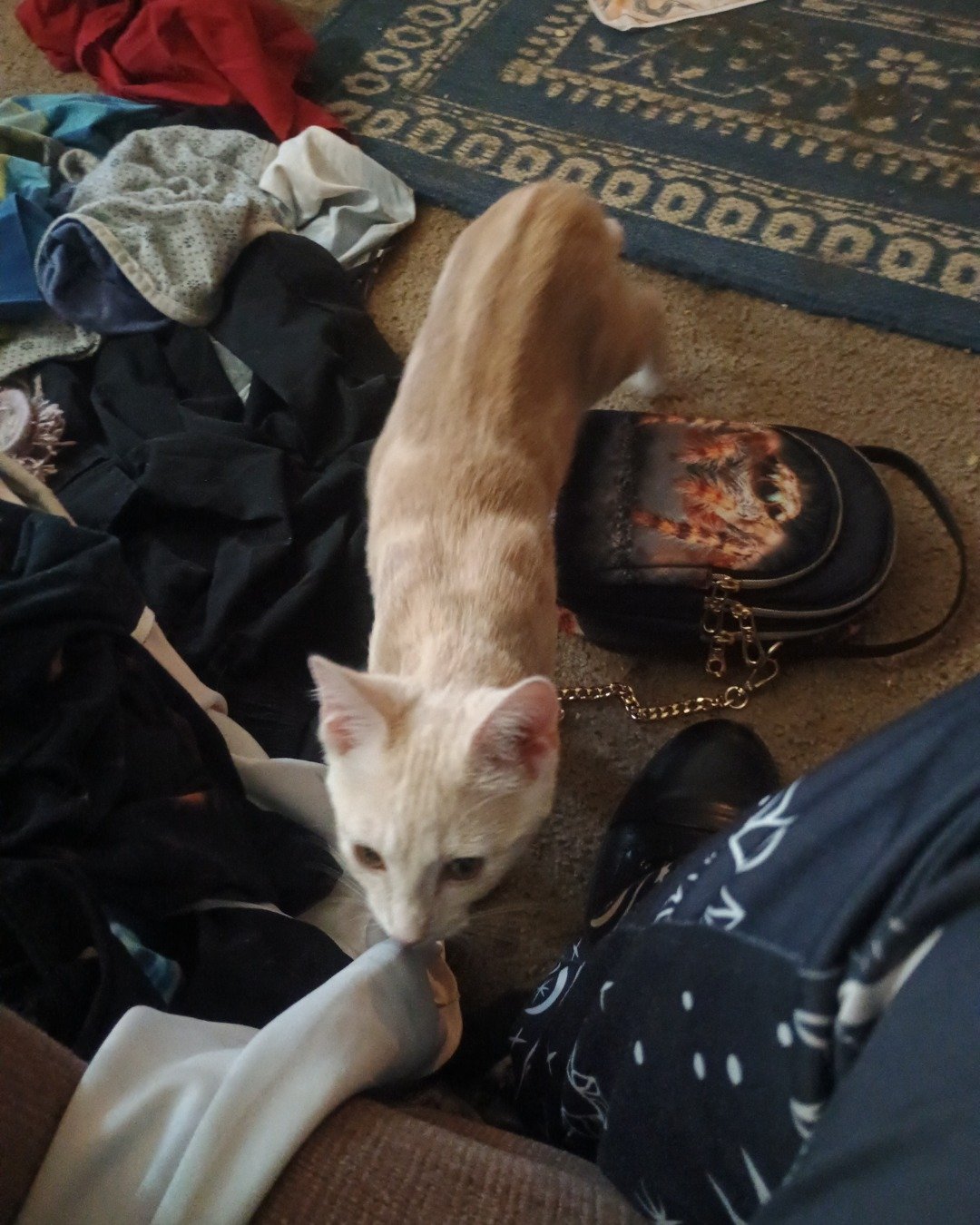 Aphrodite the orange cat. Couch, Furniture, Cat, Home Decor, Clothing, Footwear