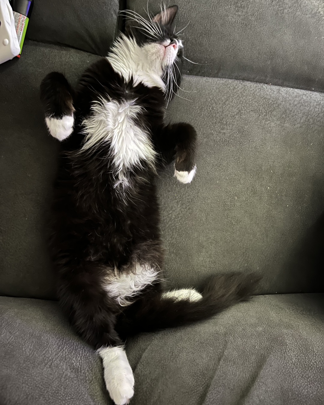 Oliver Bean. Couch, Furniture, Cat, Chair, Architecture, Building