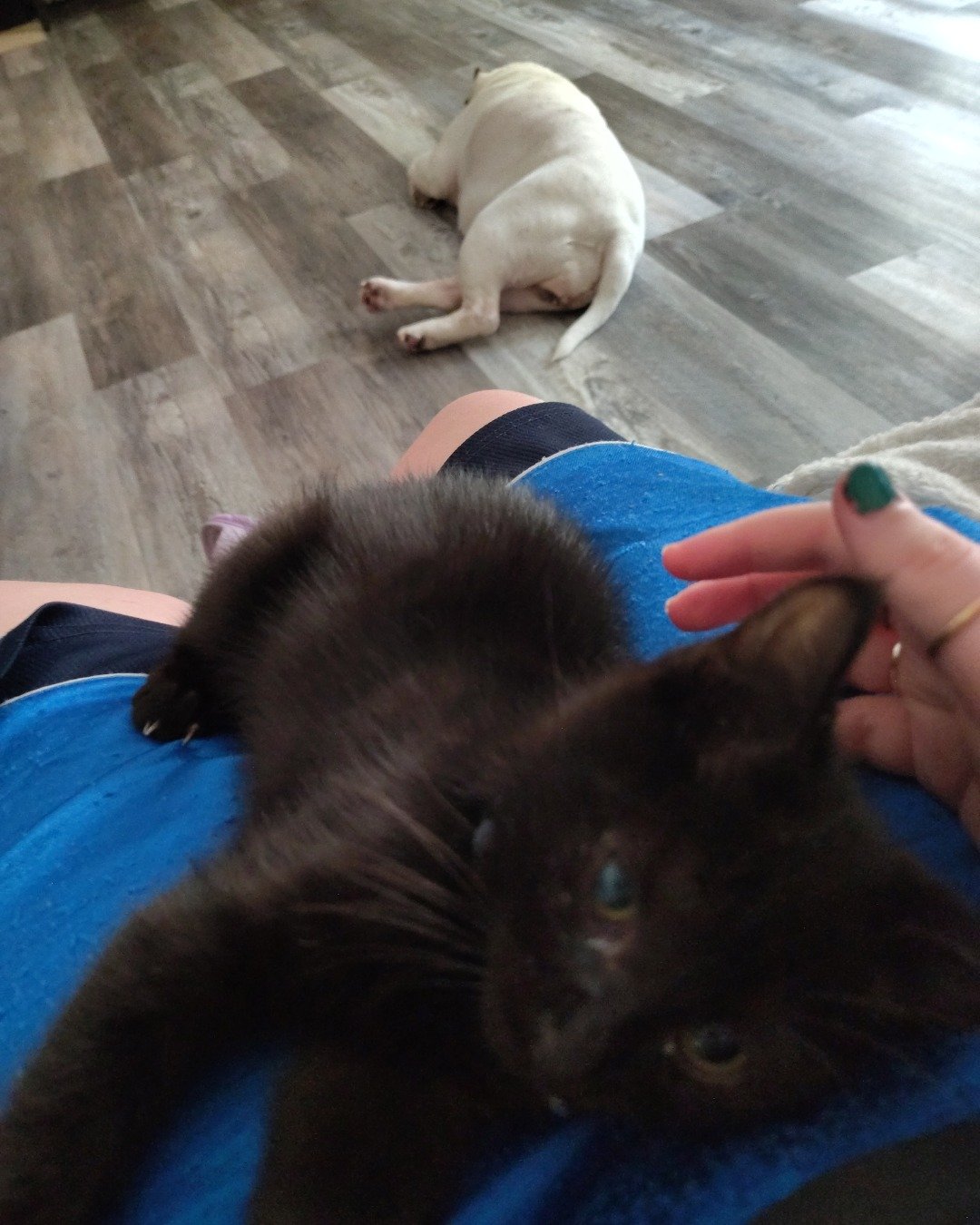 Fish. Wood, Floor, Flooring, Dog, Hardwood, Cat